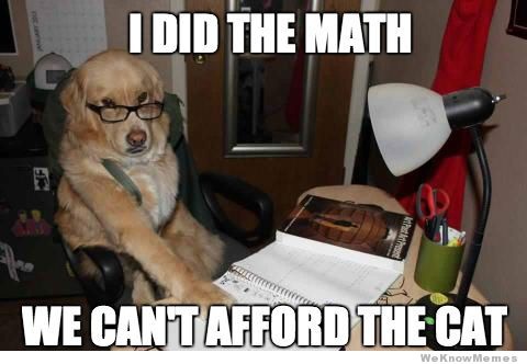accountant-dog